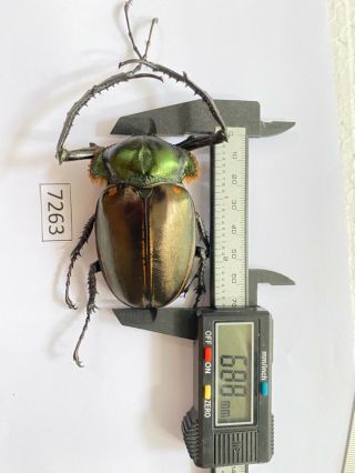 7263 Unmounted Insect Beetle Coleoptera Vietnam (cheirotonus Jansoni)