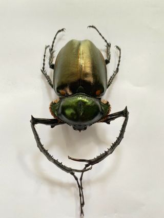 7263 Unmounted insect beetle Coleoptera Vietnam (Cheirotonus jansoni) 2