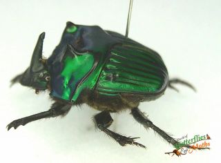 Green Horned Scarab Beetles Set X1 Pair A - Oxysternon Conspicillatum Insect J01