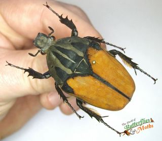 Giant Horned Beetle Mecynorhina Oberthuri F.  Unicolor Set X1 A1 - Female Specimen