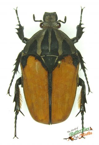 Giant Horned Beetle Mecynorhina Oberthuri f.  unicolor SET x1 A1 - FEMALE Specimen 2