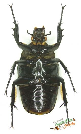Giant Horned Beetle Mecynorhina Oberthuri f.  unicolor SET x1 A1 - FEMALE Specimen 3