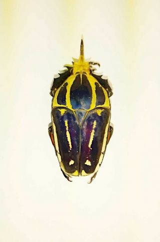 Mecynorrhina (mecynorhina) Torquata Ugandensis,  Male,  70 Mm A1
