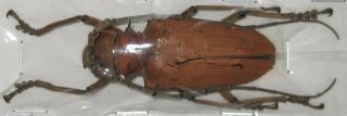 Cerambycidae Rosenbergia Mandibularis A1 52mm (west Papua)