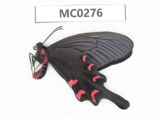 Butterfly.  Byasa Mencius Ssp.  S Of Henan,  Xinyang.  1m.  Mc0276.