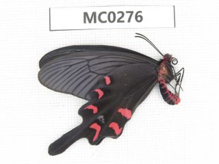Butterfly.  Byasa mencius ssp.  S of Henan,  Xinyang.  1M.  MC0276. 2