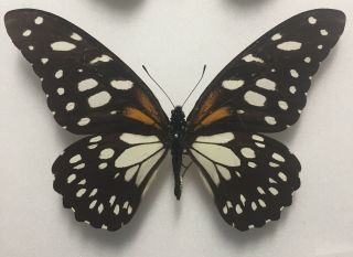 Butterfly - Papilio Rex.  Male No 3.  From Londorosi Forest,  Tanzania