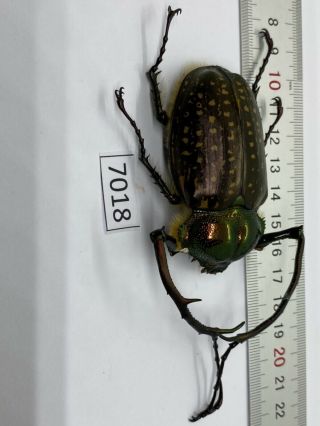 7018 Unmounted Insect Beetle Coleoptera Vietnam (cheirotonus Jansoni)