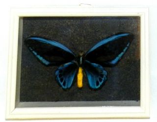 Ornithoptera Priamus Urvillianus Male In The Frame Of Expensive Wood