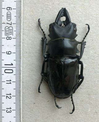 Lucanidae,  Odontolabis Dalmani Subita,  Pagai,  Rarity,  63 Mm,  A1