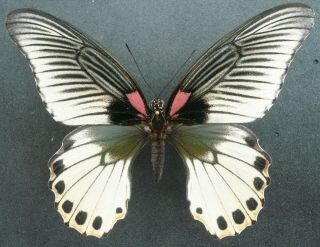 Papilio Memnon Agenor Female White Form From Thailand