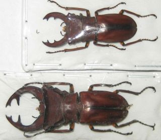 Lucanidae 2 Cyclommatus Weinreichi A1 Big Male 40mm (west Papua)