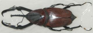 Curculionidae Protocerius Colossus Male A1 84mm (sulawesi) Xxl