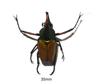 Cetoniidae.  Theodosia Magnifica Bawangensis.  West Kalimantan (2)
