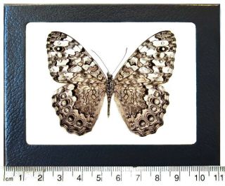 Hamadryas Februra Black White Butterfly Peru Framed