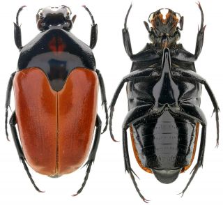 Beetles,  Cetoniidae,  Lomaptera Sp?? 29mm,  Rare,  Jayapura