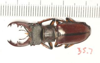 Lucanidae Lucanus Wuyishanensis 35.  7mm Fujian