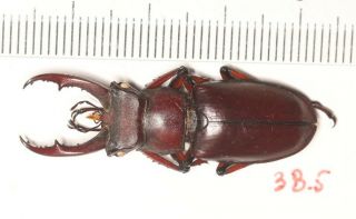 Lucanidae Lucanus Brivioi 38.  5mm Fujian