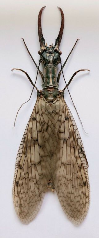 Acanthacorydalis Orientalis 116mm From Yuexi Anhui 1114