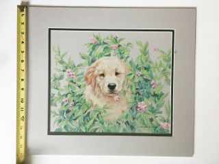 Art Signed Nancy Gawron Colored Pencil Artist Golden Retriever Puppy 3