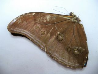 Unmounted Butterflies/morpho Absoloni 1 Pc.