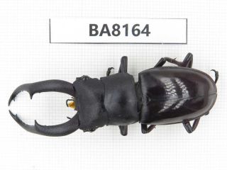 Beetle.  Hexarthrius Sp.  Yunnan,  Longchuan County.  1m.  Ba8164.