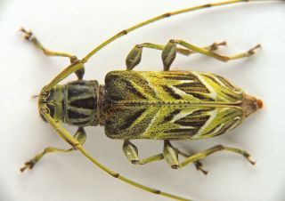 Cerambycidae - Toronaeus Magnificus French Guiana Khf1868