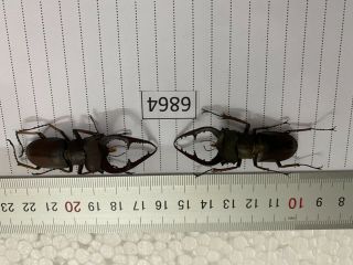6864 Unmounted Insect Beetle Coleoptera Vietnam (lucanus)