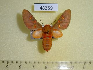 48259p Arctiidae Balacra Sp.  Flavimacula Uganda