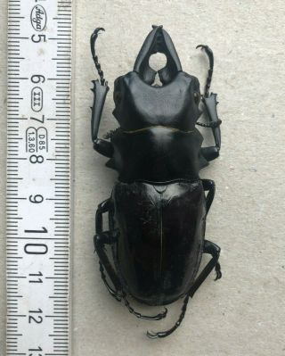 Lucanidae,  Odontolabis Dalmani Subita,  Pagai,  Rarity,  67 Mm,  A1