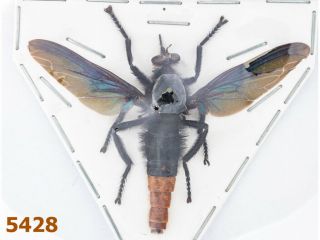 Diptera: Asilidae Sp.  A1,  Ws 61 Mm,  1 Pc
