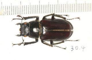 Lucanidae Lucanus Pseudolucanus Gracilis M 30.  4mm S.  Tibet
