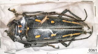 Cerambycidae Batocera Rosenbergi A1 Female 50 - 55mm From Kei - Selected