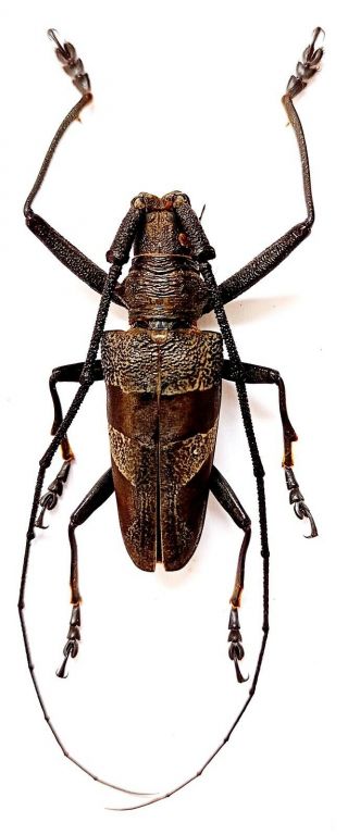 Cerambycidae Sp 47mm From Sumatra Indonesia