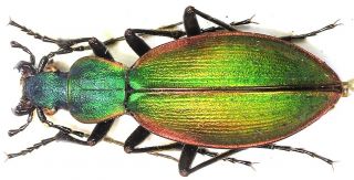 33.  Carabidae - Carabus (ceroglosus) Buqueti Ssp.  Cordicollis.  Female