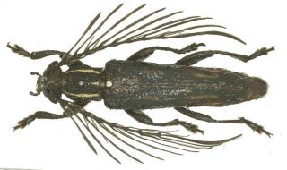 Cerambycidae : Duplipectus Truncatus Male A1,  Indonesia,  W Papua,  18mm Very Rare