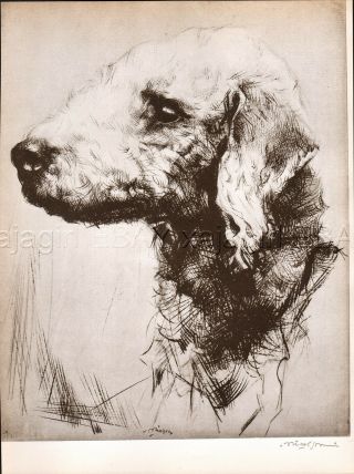 Dog Bedlington Terrier Exquisite Portrait,  1930s Art Print