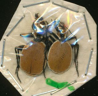 Two Graphipterus Spec.  Carabidae From South Africa