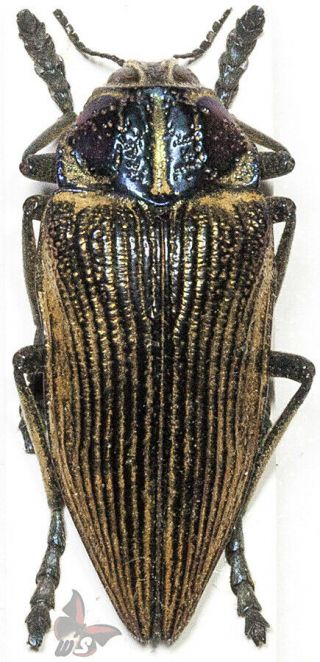 Polybothris Lesnei,  From Madagascar,  Actual Specimen,  Mounted