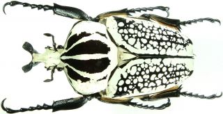 Insect - Cetonidae Goliathus Meleagris Pustulatus - S.  Congo - Male 64 65mm.