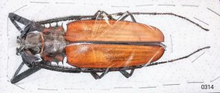 Cerambycidae Callipogon Armillatus 90mm,  Male A1 From Peru
