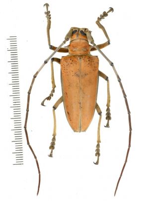 Rosenbergia Mandibularis - Cerambycidae 45mm From Jayapura West Papua,  Indonesia