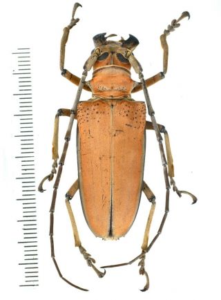 Rosenbergia Mandibularis - Cerambycidae 44mm From Jayapura West Papua,  Indonesia