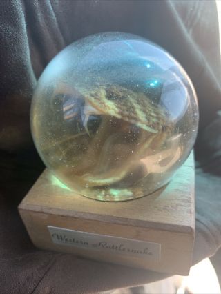 Vintage Western Rattlesnake Taxidermy Head Crystal Ball Globerare See Desc