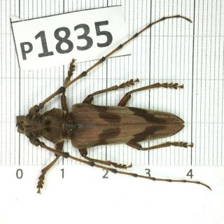 P1835 Cerambycidae Lucanus Insect Beetle Coleoptera Vietnam