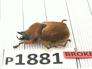 P1881 Cerambycidae Lucanus Insect Beetle Coleoptera Vietnam