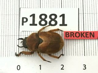 P1881 Cerambycidae Lucanus insect beetle Coleoptera Vietnam 2
