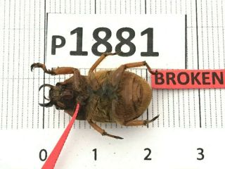 P1881 Cerambycidae Lucanus insect beetle Coleoptera Vietnam 3