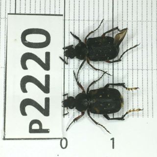 P2220 Cerambycidae Lucanus Insect Beetle Coleoptera Vietnam