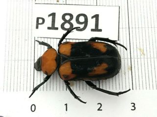 P1891 Cerambycidae Lucanus Insect Beetle Coleoptera Vietnam